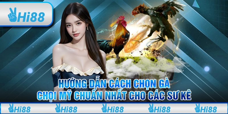 Hướng Dẫn Cách Chọn Gà Chọi Mỹ Chuẩn Nhất Cho Các Sư Kê 1 Đá gà online Tại Nhà Cái Hi88 Lớn Nhất Việt Nam