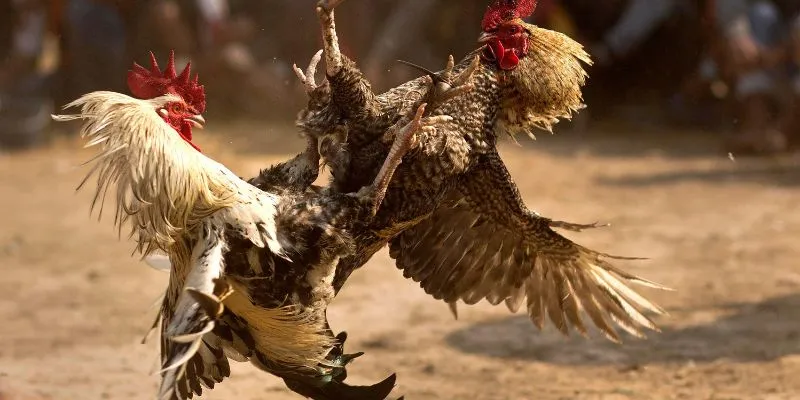 Khái niệm về đá gà cựa sắt thomo