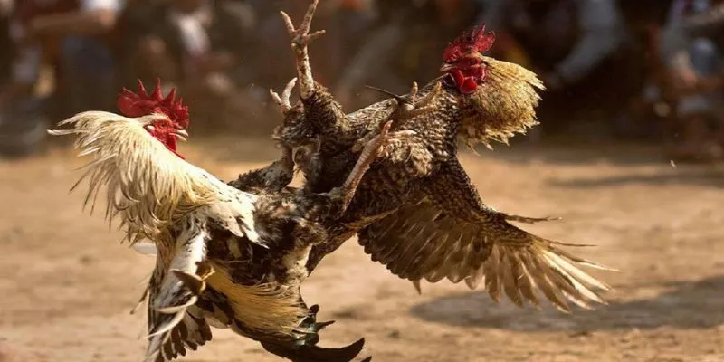 Đá gà mạnh - Bí kíp chơi cá cược luôn thắng tại hi88 3 Chất lượng trận đấu cao