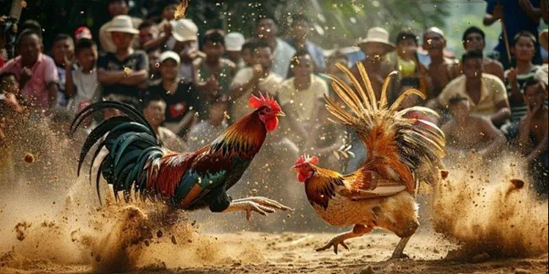 Những lợi ích vượt trội của việc xem đá gà live