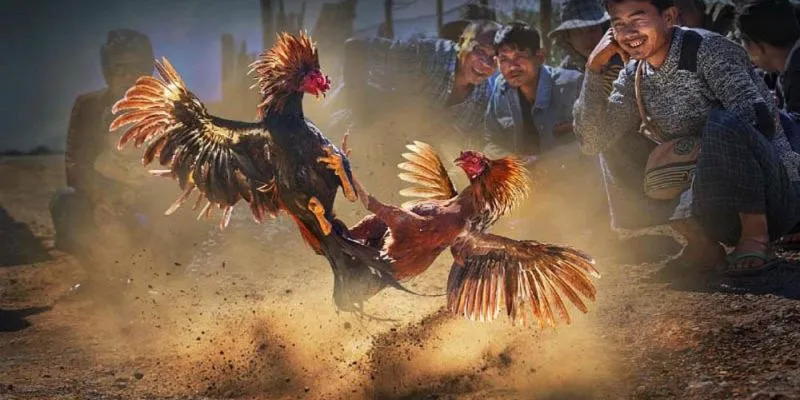Các bộ môn hút người xem khi theo dõi đá gà trực tiếp