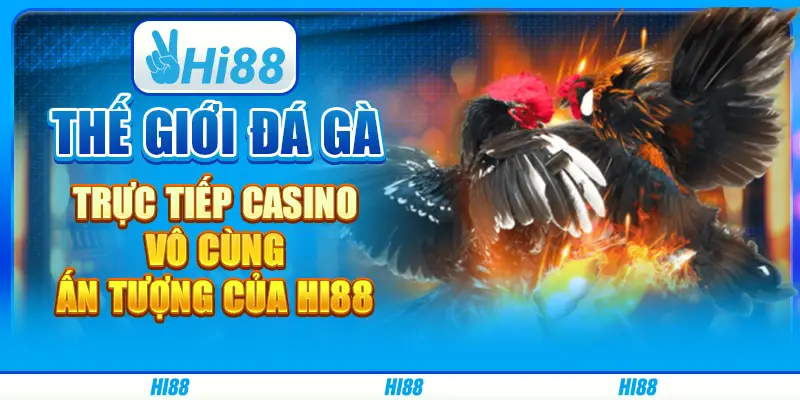 Thế giới đá gà trực tiếp casino vô cùng ấn tượng của hi88 1 Thế giới đá gà trực tiếp casino vô cùng ấn tượng của hi88