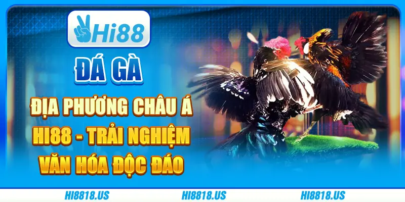 Đá gà địa phương châu Á Hi88 - trải nghiệm văn hóa độc đáo