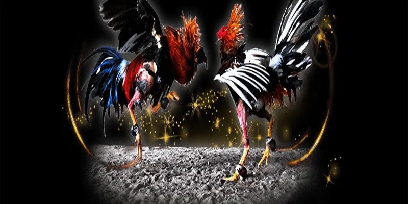 Đá gà casino trực tiếp tại hi88 - Đa dạng các loại cược 3 Đăng ký và tham gia đá gà tại HI88 chỉ với vài thao tác đơn giản