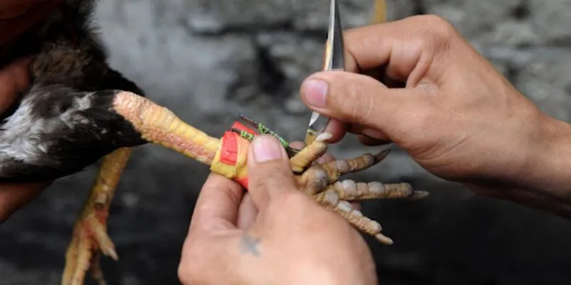 Đá Gà Cựa Dao Hi88 - Sức Hấp Dẫn Từ Các Trận Chiến Kịch Tính 3 Tìm hiểu các loại cược như Meron, Wala và BDD để tăng cơ hội thắng lớn tại Hi88.