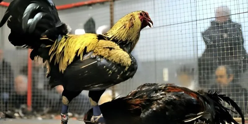 Khám Phá Đá Gà Mỹ Chiến Hi88 - Giống Gà Đỉnh Cao Trong Cá Cược 2 Khám phá trận đấu kịch tính, chiến kê dũng mãnh và kèo cược hấp dẫn tại Hi88.