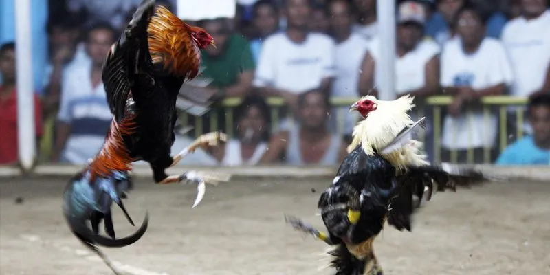 Khám Phá Đá Gà Mỹ Chiến Hi88 - Giống Gà Đỉnh Cao Trong Cá Cược 3 Khám phá các loại cược đa dạng như Meron, Wala, và tỷ số để tăng cơ hội thắng lớn.