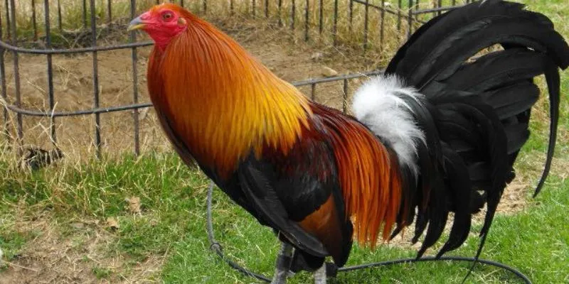 Khám Phá Đá Gà Mỹ Chiến Hi88 - Giống Gà Đỉnh Cao Trong Cá Cược 4 Hướng dẫn đánh giá chiến kê và phân tích trận đấu.