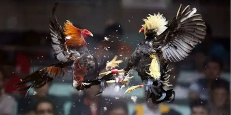 Đấu gà siêu chiến - trận chiến kịch tính, cơ hội thắng lớn tại hi88 4 Học hỏi từ cộng đồng giúp bạn nâng cao chiến thuật và kiến thức.