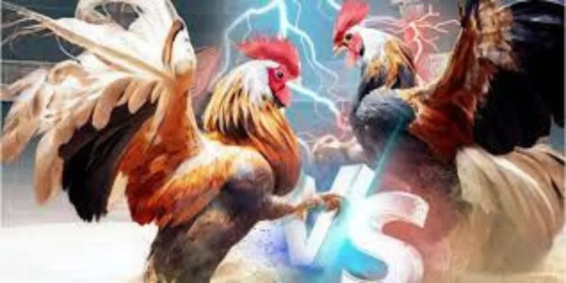 Gà Đá Trực Tiếp Hi88 - Cược Hấp Dẫn Với Trận Đấu Đỉnh Cao 4 Phân tích thông tin gà chiến là yếu tố quan trọng để đặt cược hiệu quả.