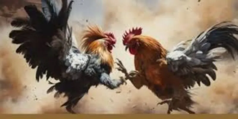 Sự mãnh liệt của các chiến kê là yếu tố làm nên sức hút của đá gà cựa kim.