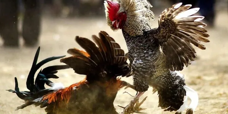 Hi88 mang đến trải nghiệm đá gà cựa kim trực tuyến đỉnh cao.