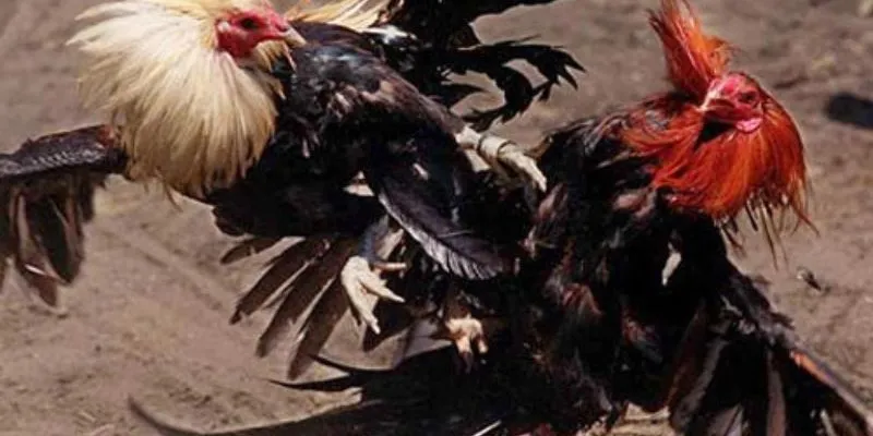 Lợi ích từ hệ thống Hi88