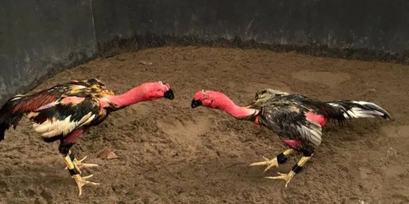 Gà Chọi Việt Nam - Sức Mạnh Và Lịch Sử Đấu Trường 2 Gà nòi và gà tre là hai giống gà chọi nổi tiếng tại Việt Nam.