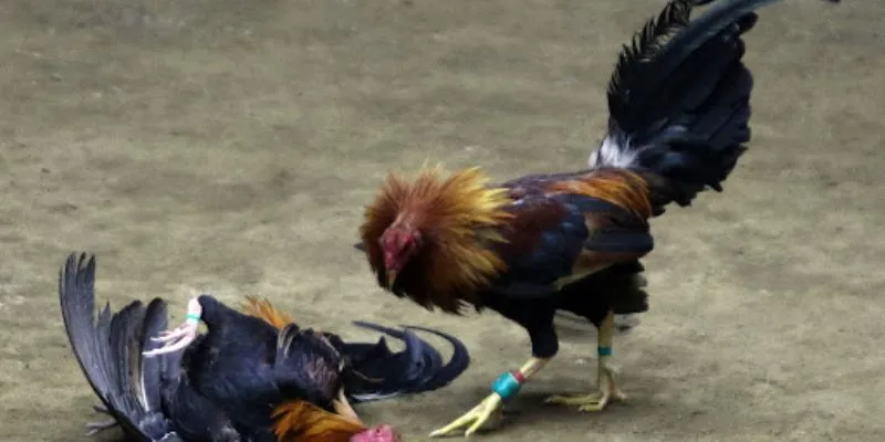 Gà Chọi Việt Nam - Sức Mạnh Và Lịch Sử Đấu Trường 4 Hi88 mang đến trải nghiệm đấu trường gà chọi trực tuyến chất lượng cao.