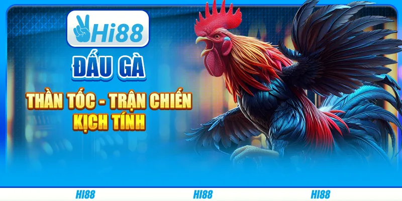 Đấu gà thần tốc - trận chiến kịch tính trên Hi88 1 Đấu gà thần tốc - trận chiến kịch tính trên Hi88