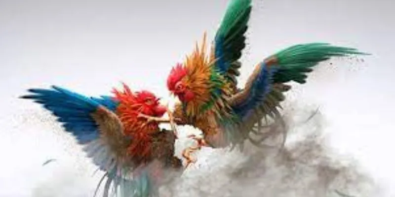 Đá gà hoang dã - trận đấu hồi hộp trên hi88 4 Cách phân tích chiến kê hiệu quả