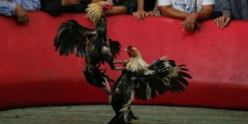 Đấu gà thần tốc - trận chiến kịch tính trên Hi88 2 Các kèo cược đa dạng giúp tăng tính hấp dẫn