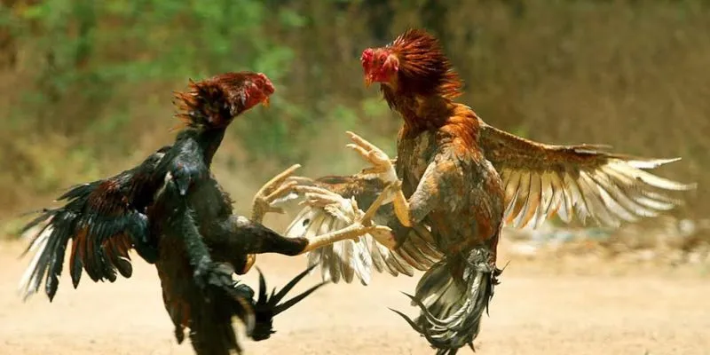 Gà nòi thách đấu - sức mạnh và kỹ thuật từ Hi88 3 Huấn luyện đúng cách giúp gà phát huy tối đa sức mạnh