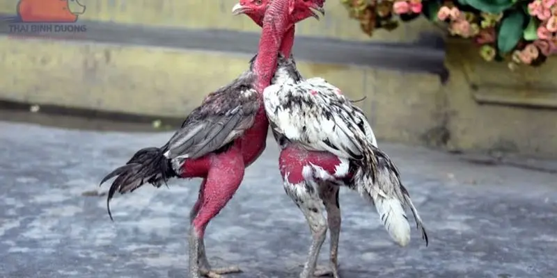 Trực Tiếp Đá Gà - Xem Các Trận Đấu Nóng Hổi Cập Nhật Mới 4 Cập nhật top các trận đấu được yêu thích nhất hiện nay