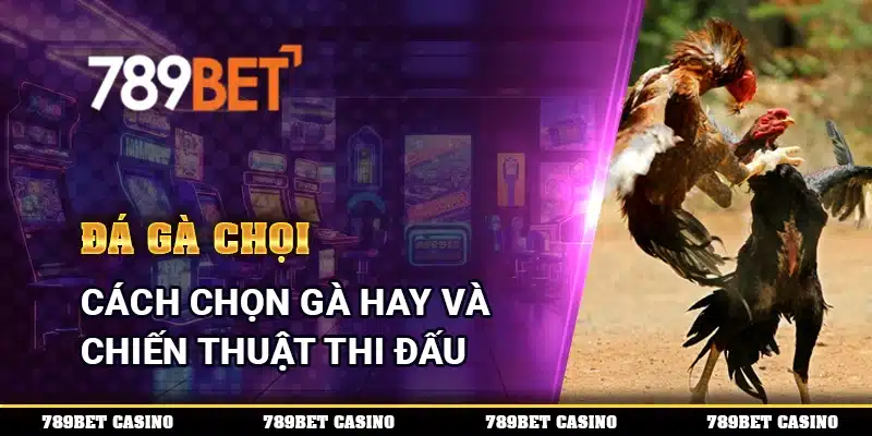 Đá Gà Chọi – Cách Chọn Gà Hay Và Chiến Thuật Thi Đấu 2 Đá Gà Chọi