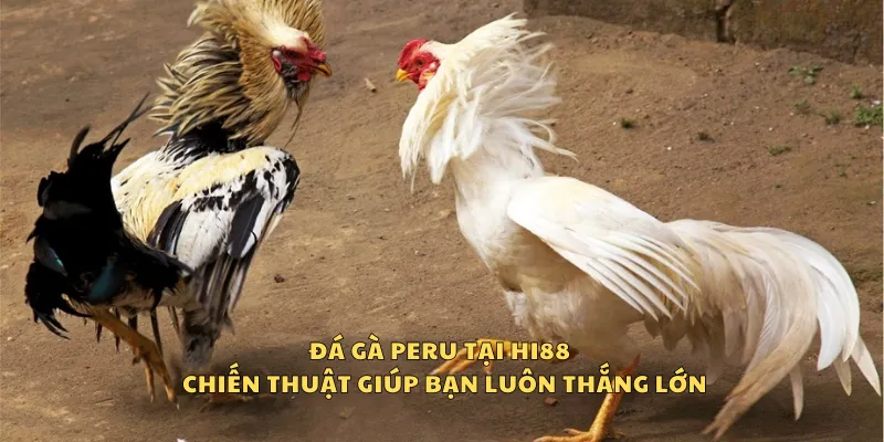 Đá gà Peru tại Hi88 - Chiến thuật giúp bạn luôn thắng lớn