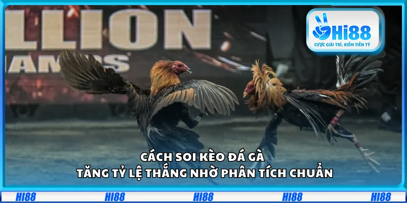 Cách soi kèo đá gà – Tăng tỷ lệ thắng nhờ phân tích chuẩn