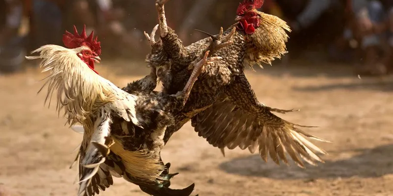 Mẹo soi kèo đá gà hiệu quả cho người mới bắt đầu