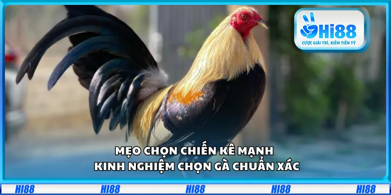 Mẹo chọn chiến kê mạnh – Kinh nghiệm chọn gà chuẩn xác